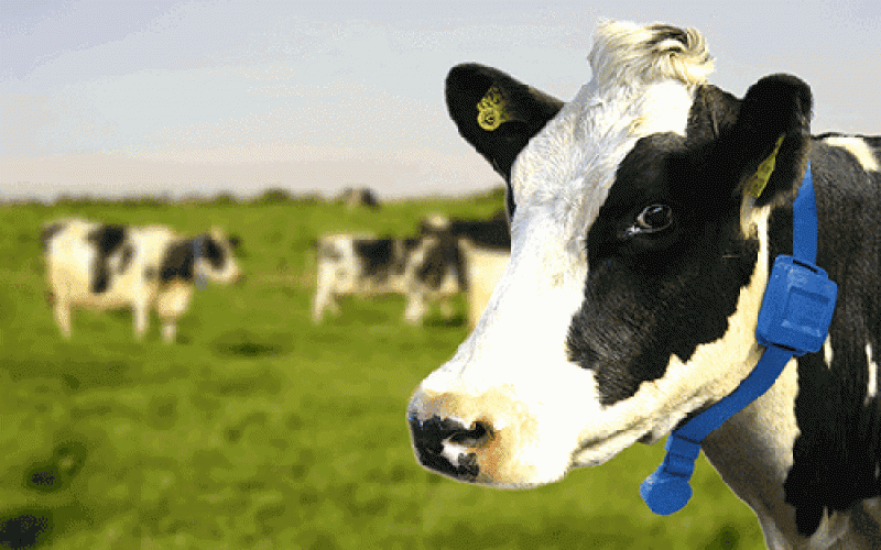 智能可穿戴设备新玩法，动物体验高科技生活